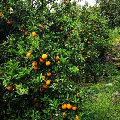 Valensiya Portakalı 1kg