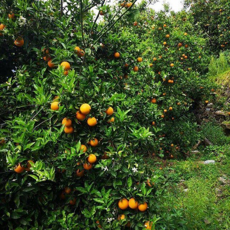 Valensiya Portakalı 1kg