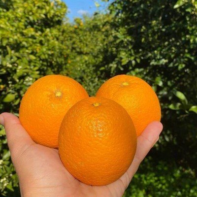 Valensiya Portakalı 1kg