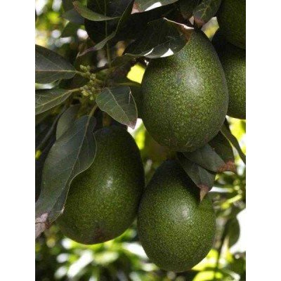 AVOKADO (BACON 250-300 GR)