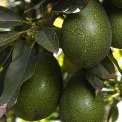 AVOKADO (BACON 250-300 GR)