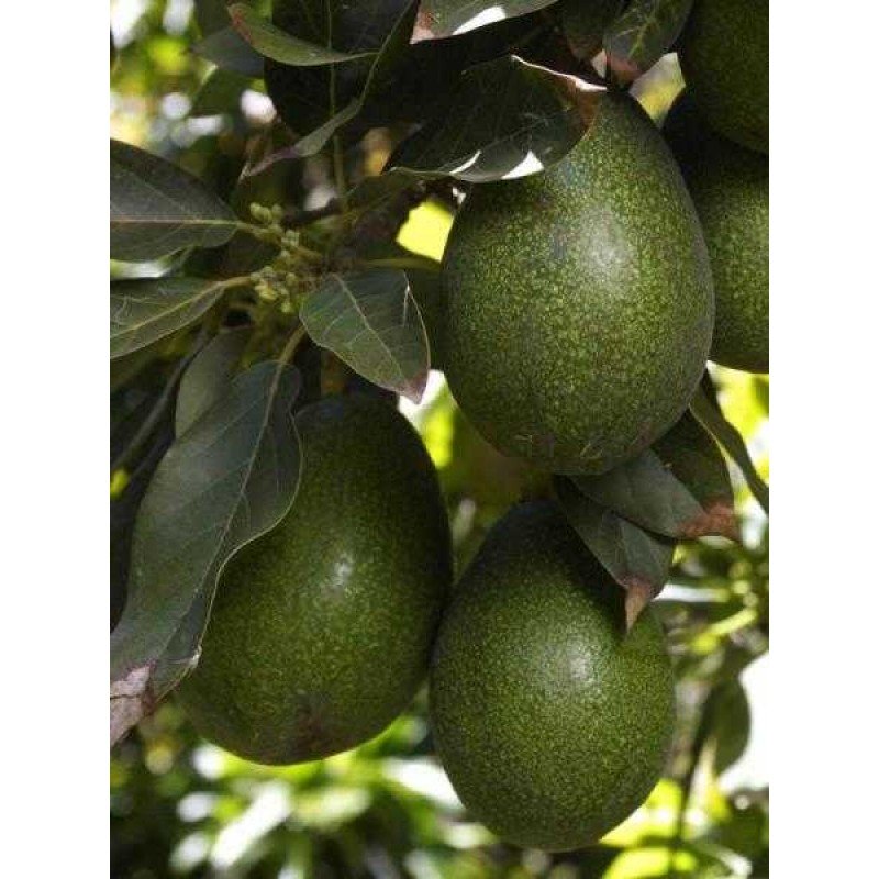 AVOKADO (BACON 250-300 GR)