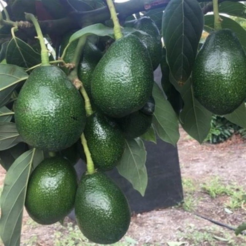 AVOKADO (BACON 250-300 GR)