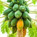 PAPAYA (AĞAÇ KAVUNU)
