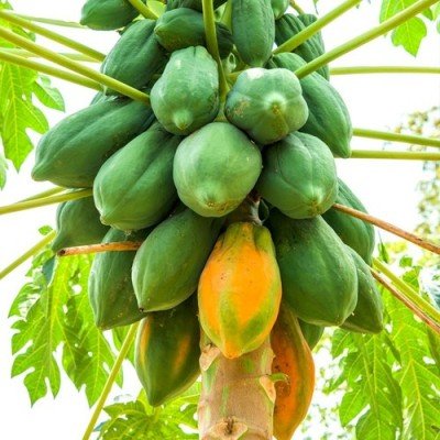PAPAYA (AĞAÇ KAVUNU)