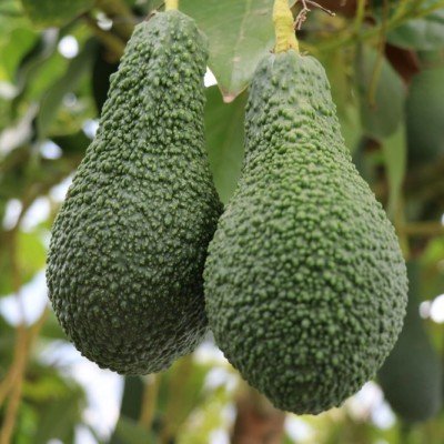 AVOKADO (PİNKERTON 250-300 gr)