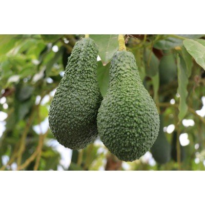AVOKADO (PİNKERTON 250-300 gr)